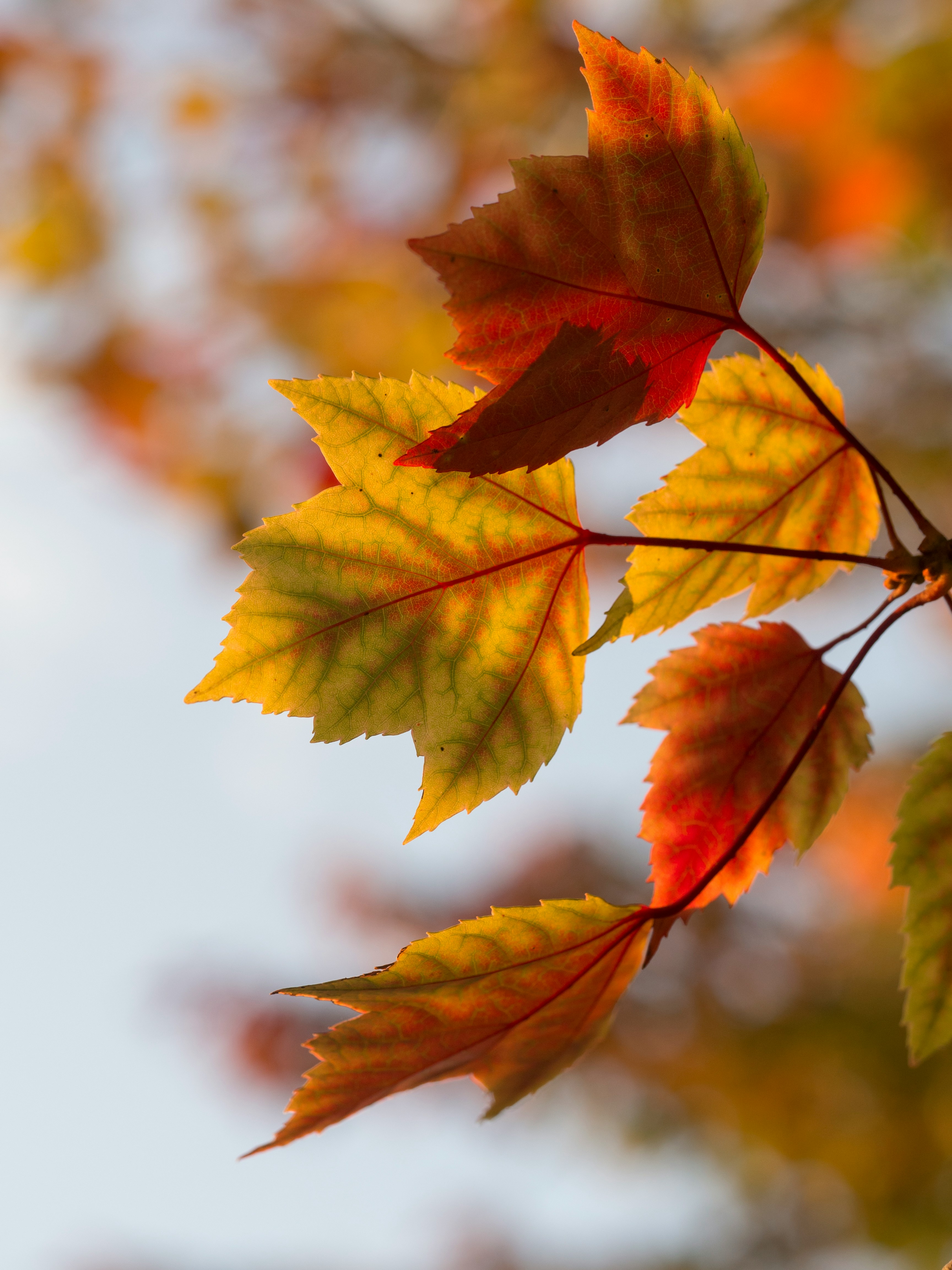 Herbstauszeit auf Rügen